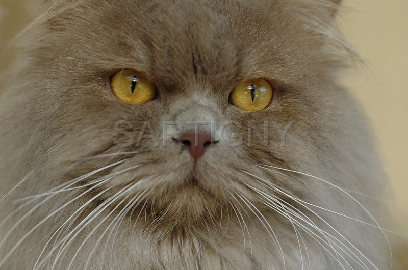 BRITISH LONGHAIR 005.jpg